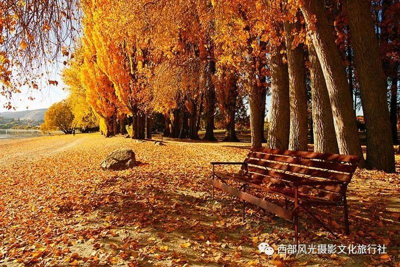 动物帮帮忙保卫家园